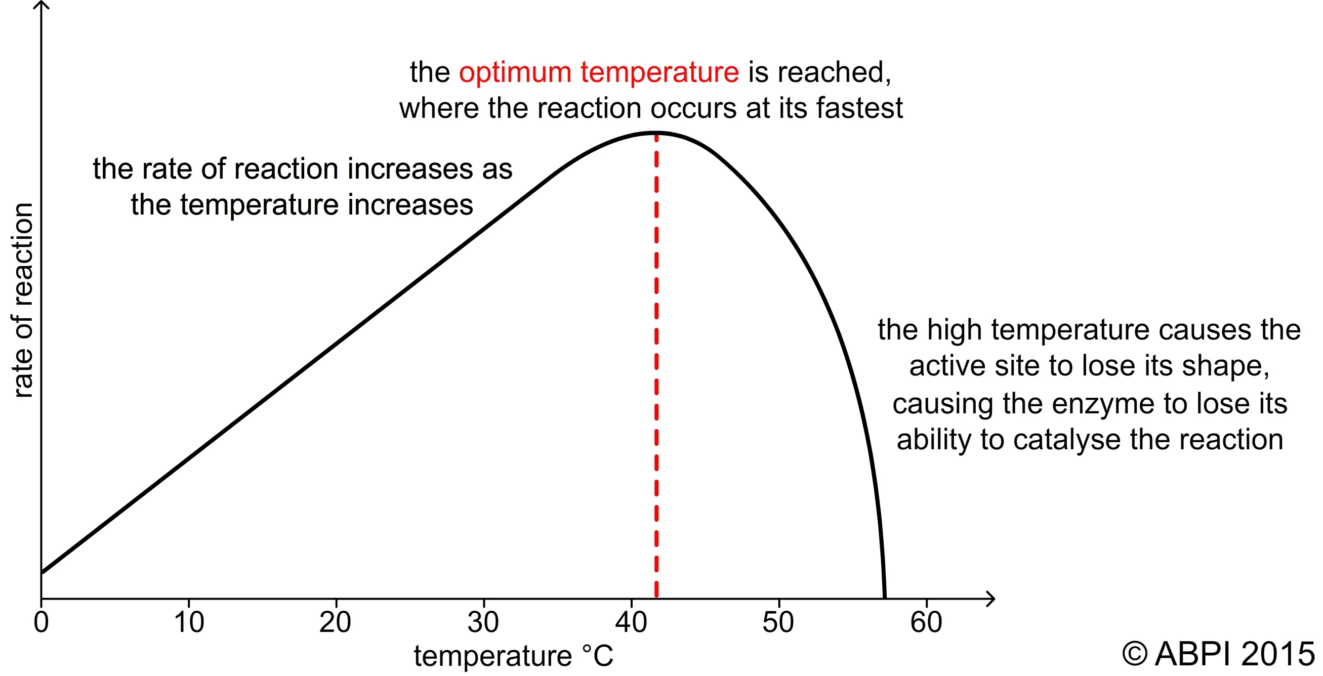 Effect of temperature on enzyme rate